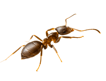 Odorous House Ants